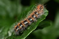 Euplagia quadripunctaria