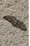 Eupithecia abbreviata
