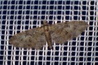 Eupithecia abbreviata