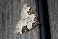 Xanthorhoe fluctuata