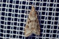 Eudonia angustea