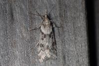 Eudonia angustea