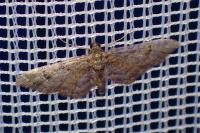 Gymnoscelis rufifasciata