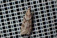 Eudonia angustea