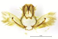 Cnephasia cupressivorana