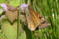Erynnis tages