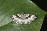 Epirrhoe alternata