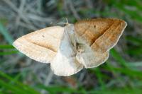 Petrophora chlorosata