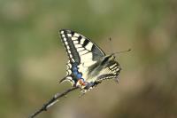 Papilio machaon