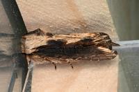 Egira conspicillaris