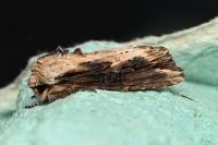 Egira conspicillaris