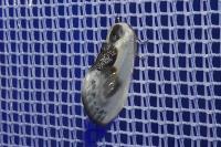 Cilix glaucata