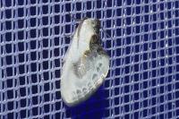 Cilix glaucata