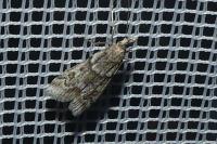 Eudonia angustea