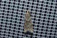 Eudonia angustea