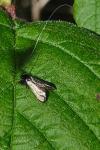 Adela reaumurella