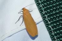 Wittia sororcula