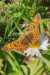 Boloria dia