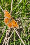 Polygonia c-album