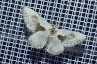 Cilix glaucata