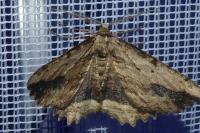 Menophra abruptaria