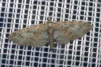 Eupithecia abbreviata