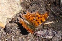 Polygonia c-album