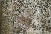 Stauropus fagi