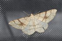 Adactylotis contaminaria