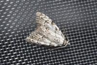 Nola confusalis