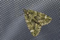 Chloroclysta siterata