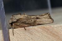 Egira conspicillaris