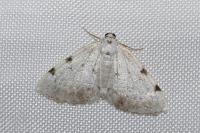 Lomographa bimaculata