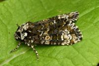 Craniophora ligustri