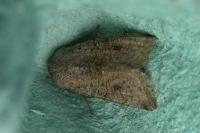Orthosia incerta