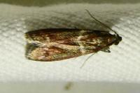 Cryptoblabes bistriga