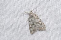Nola cicatricalis