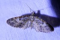Eupithecia dodoneata