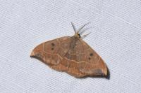 Watsonalla binaria