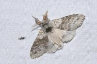 Calliteara pudibunda