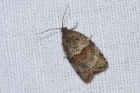 Syndemis musculana