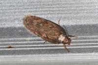 Depressaria albipunctella