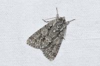 Acronicta auricoma