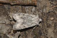 Lithophane ornitopus