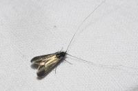Adela reaumurella