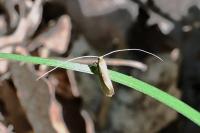 Nematopogon