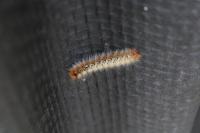 Lasiocampa quercus quercus