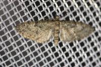 Eupithecia abbreviata