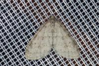 Trichopteryx carpinata