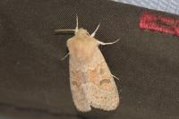 Orthosia miniosa